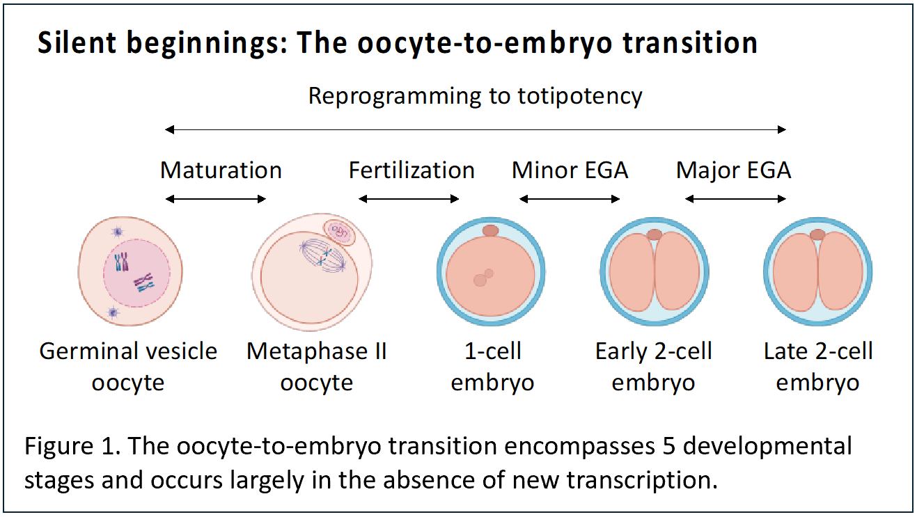 Cook-Andersen Lab Research: Oocyte to Embryo