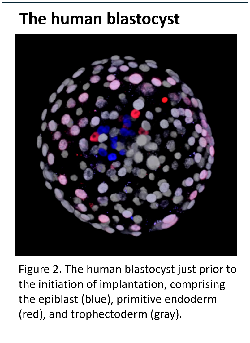 Dr. Cook-Andersen Lab: The Human Blastocyst