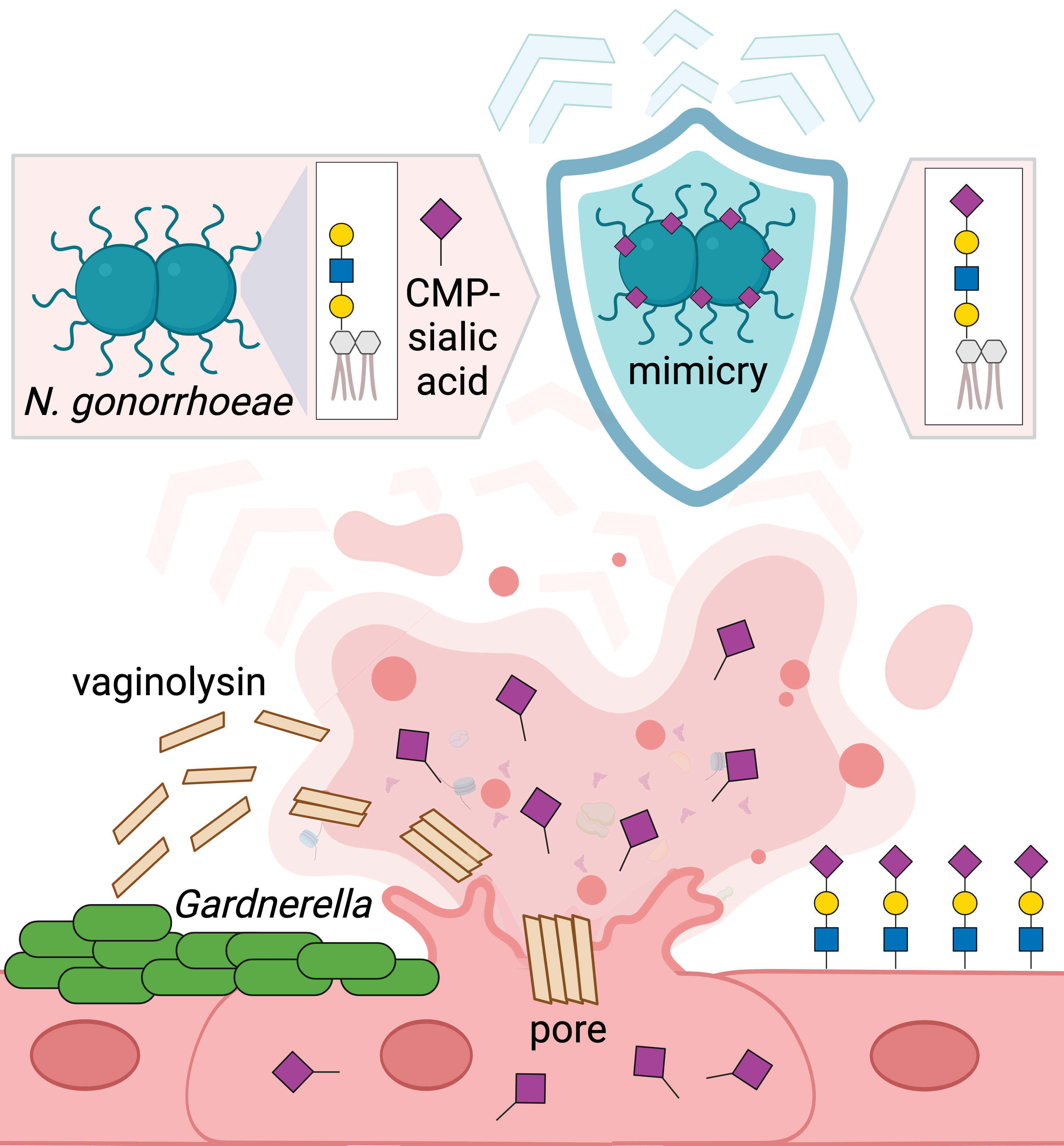 Morrill-Gonorrhea-Lewis-Lab-UCSD