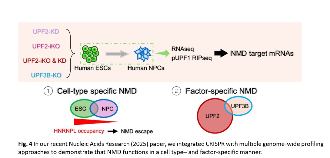 Fig. 4 In our recent Nucleic Acids Research (2025) paper, we integrated CRISPR with multiple genome‑wide profiling approaches to demonstrate that NMD functions in a cell type– and factor‑specific manner.