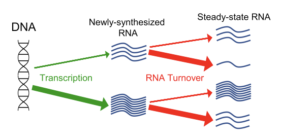 Fig.-4.png The steady-state level of a given mRNA is dictated by both its rate of synthesis (transcription) and its decay rate